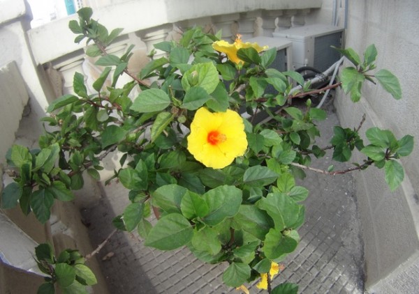 150709_04a_Ibiscus