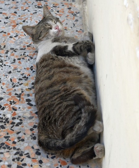 150710_A1_Kocici_siesta