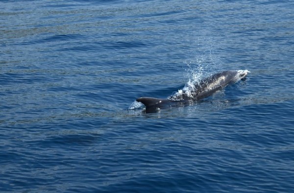 Blog_delfin